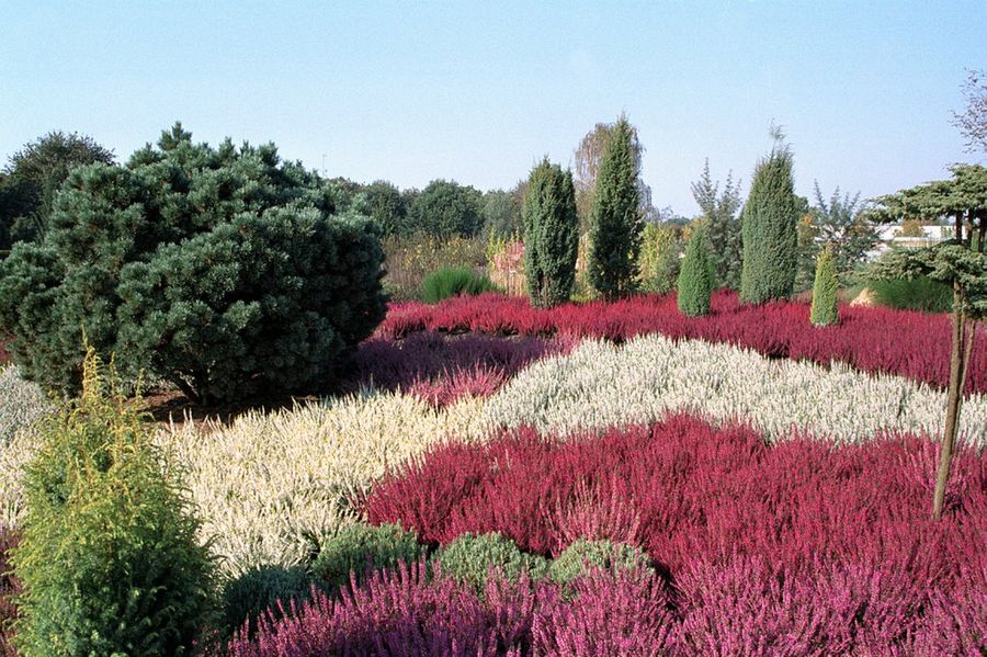 Calluna vulgaris