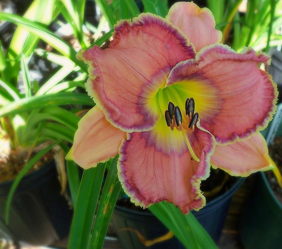 Hemerocallis