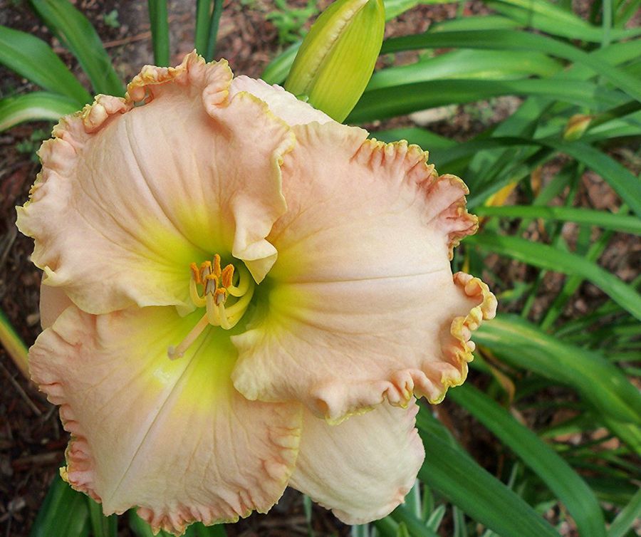 Hemerocallis