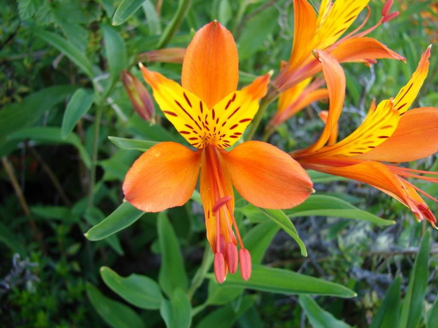 alstroemerias