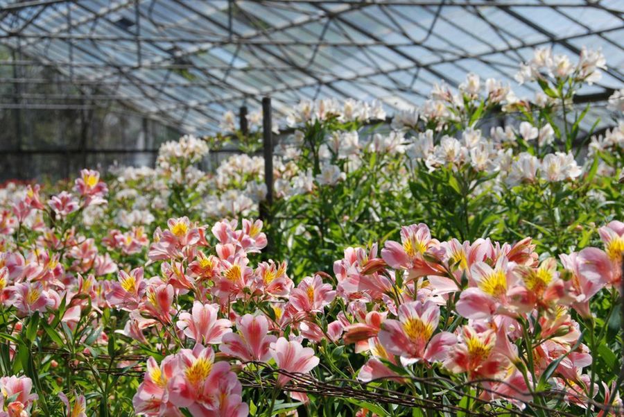 alstroemerias