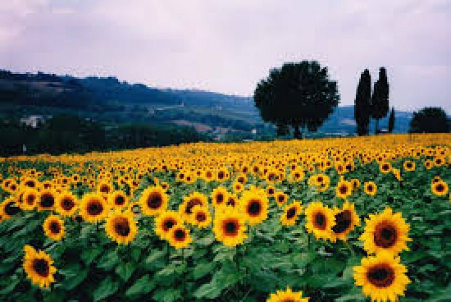Visualizacin con la Flor de la Vida para activar tu