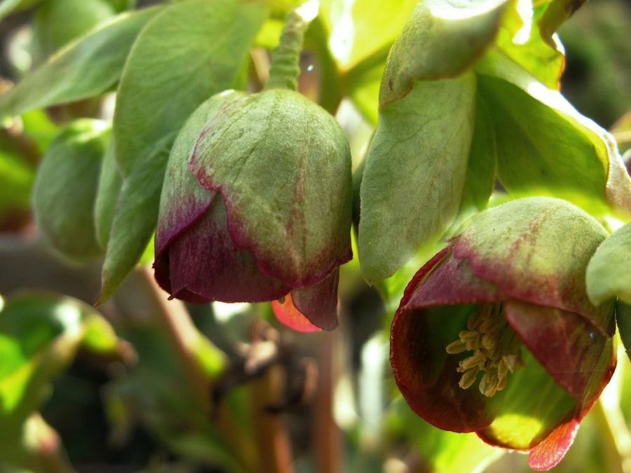 Helleborus foetidus
