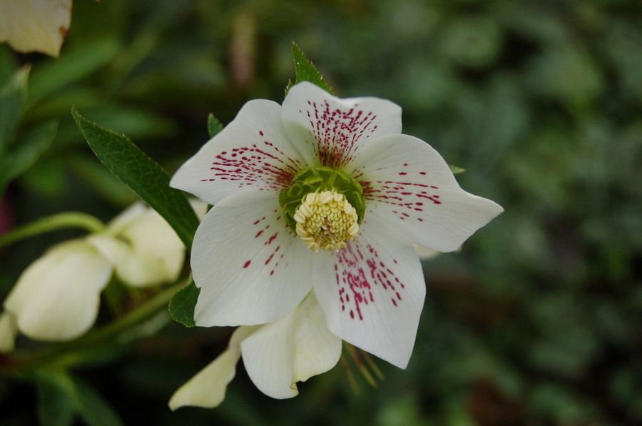 Helleborus orientalis