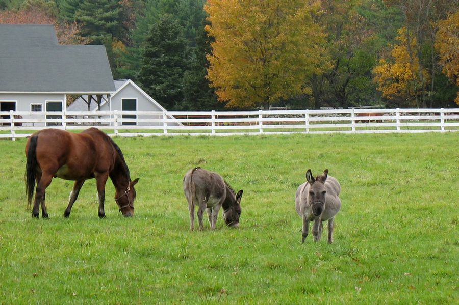 Champú de caballo