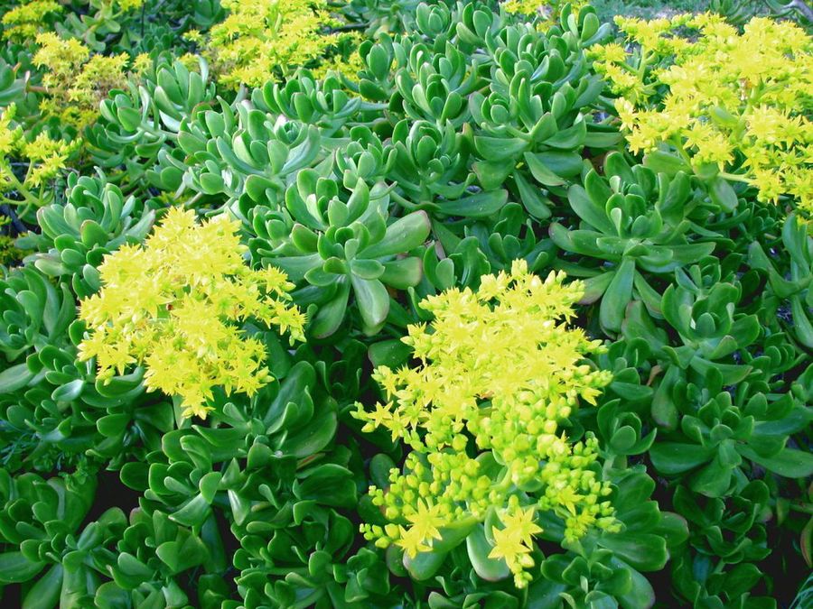 Sedum