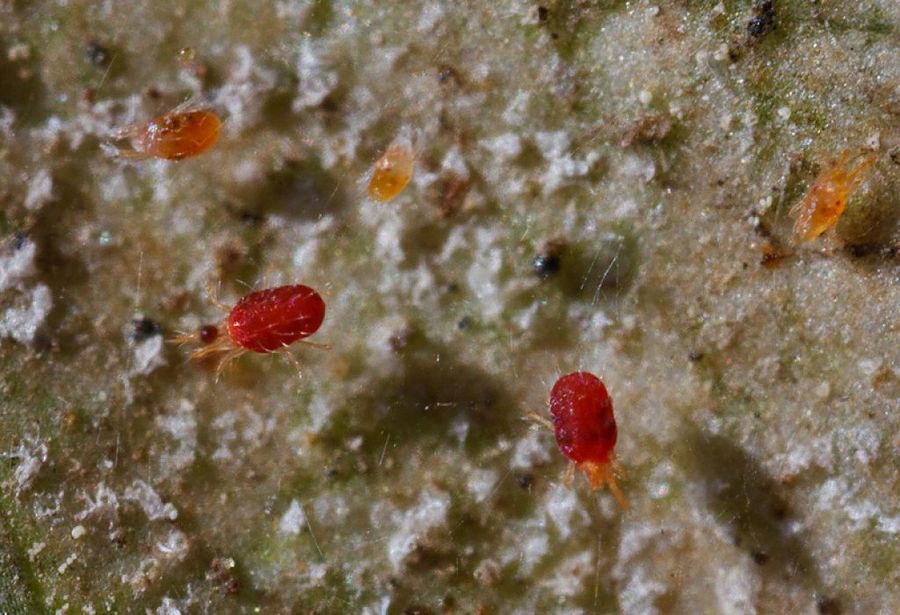 Araña roja