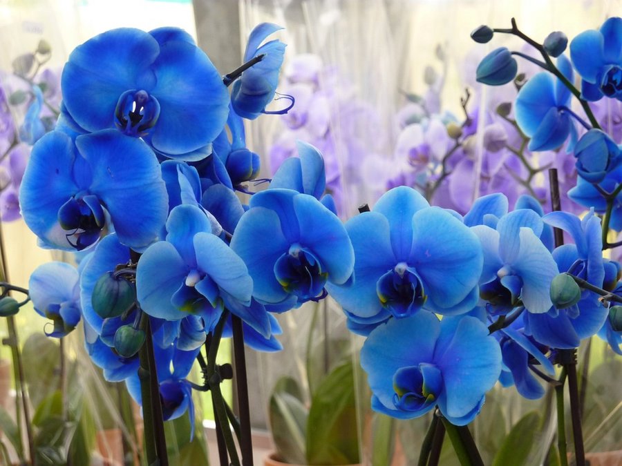 Orquídeas