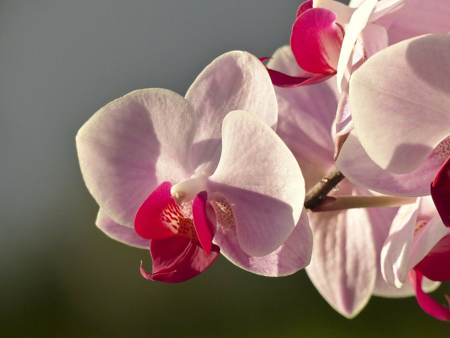 Orquídeas