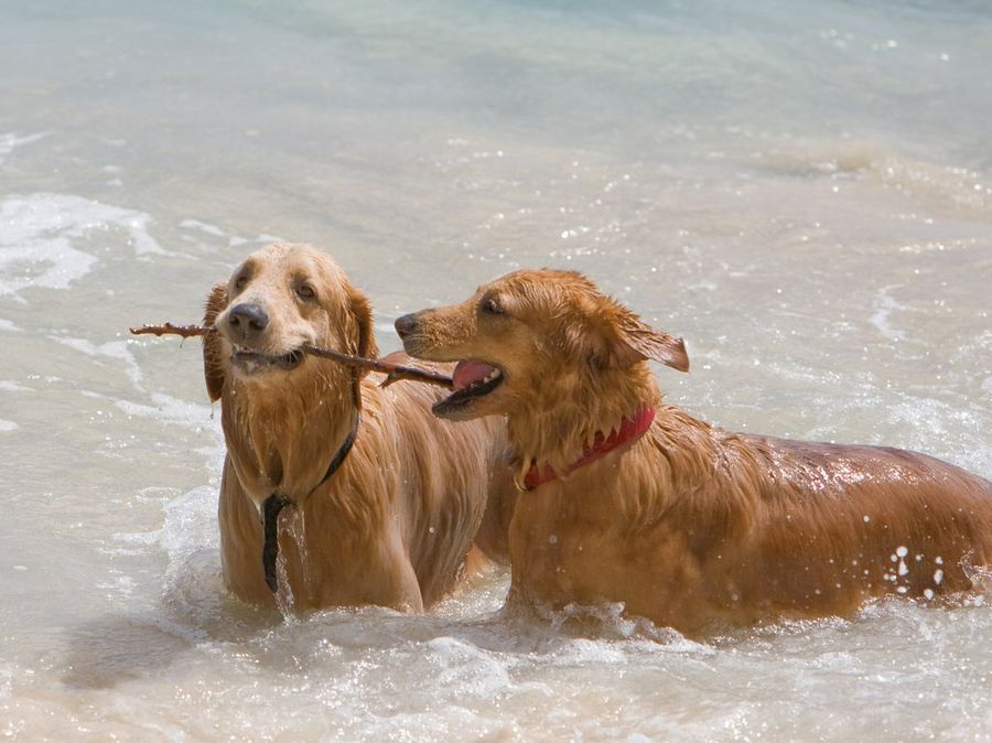 perros