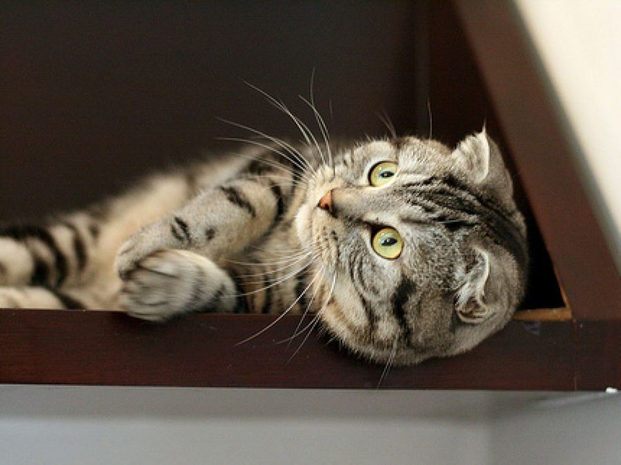 Scottish Fold