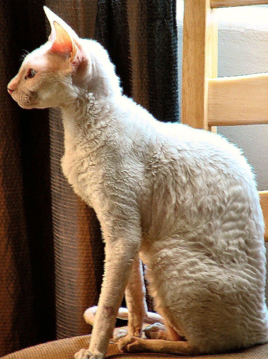 Cornish rex