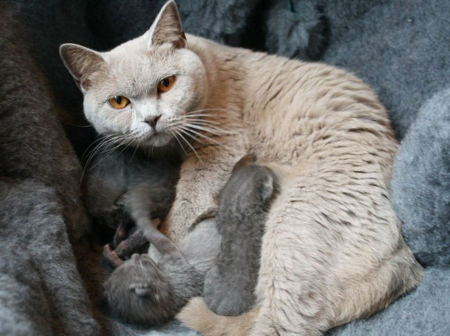 Gato