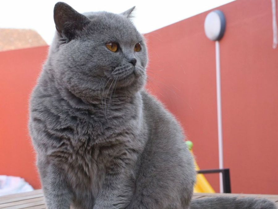 Gato
