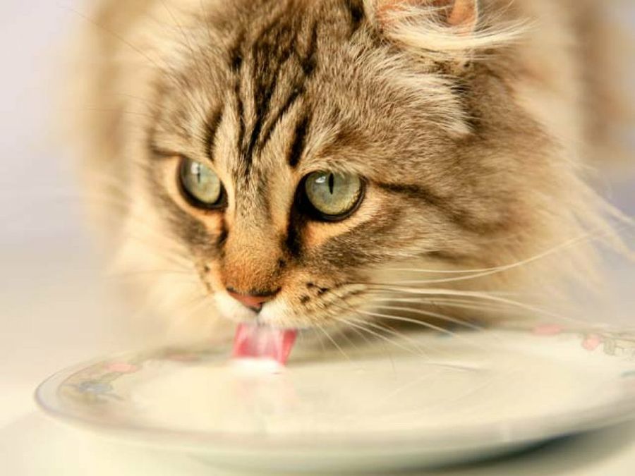 gato lamiendo