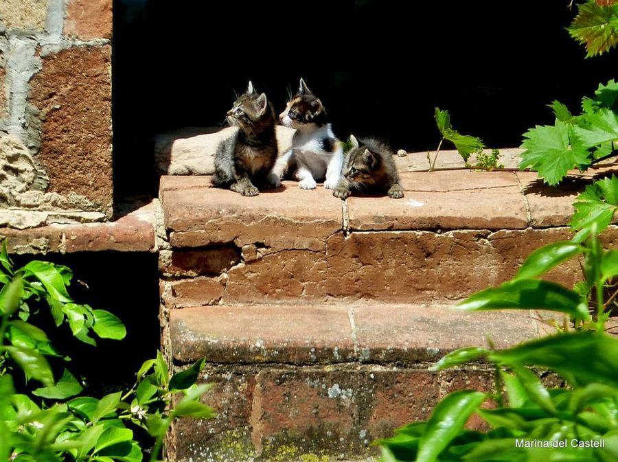 gatitos en escalera