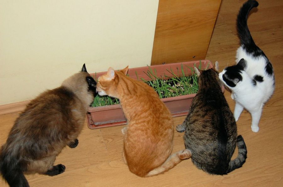 cuatro gatos comiendo hierba