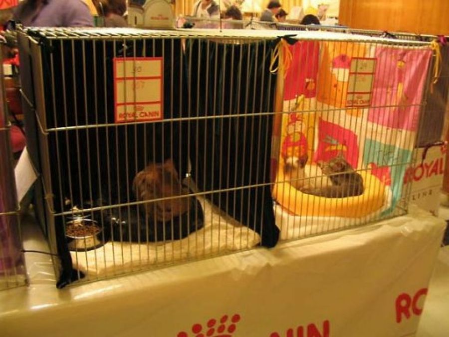 dos jaulas con gatos