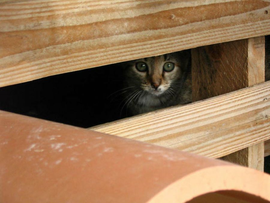 gatito escondido