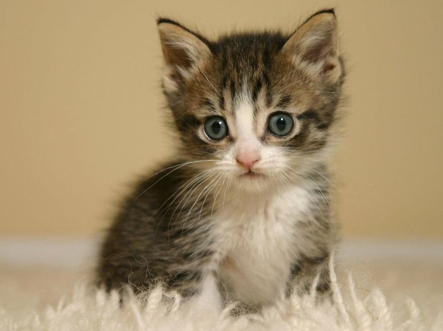 Gatito