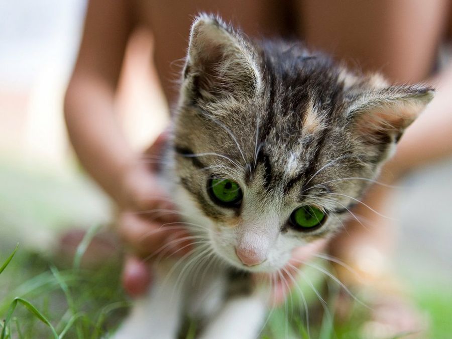 Gato cachorro