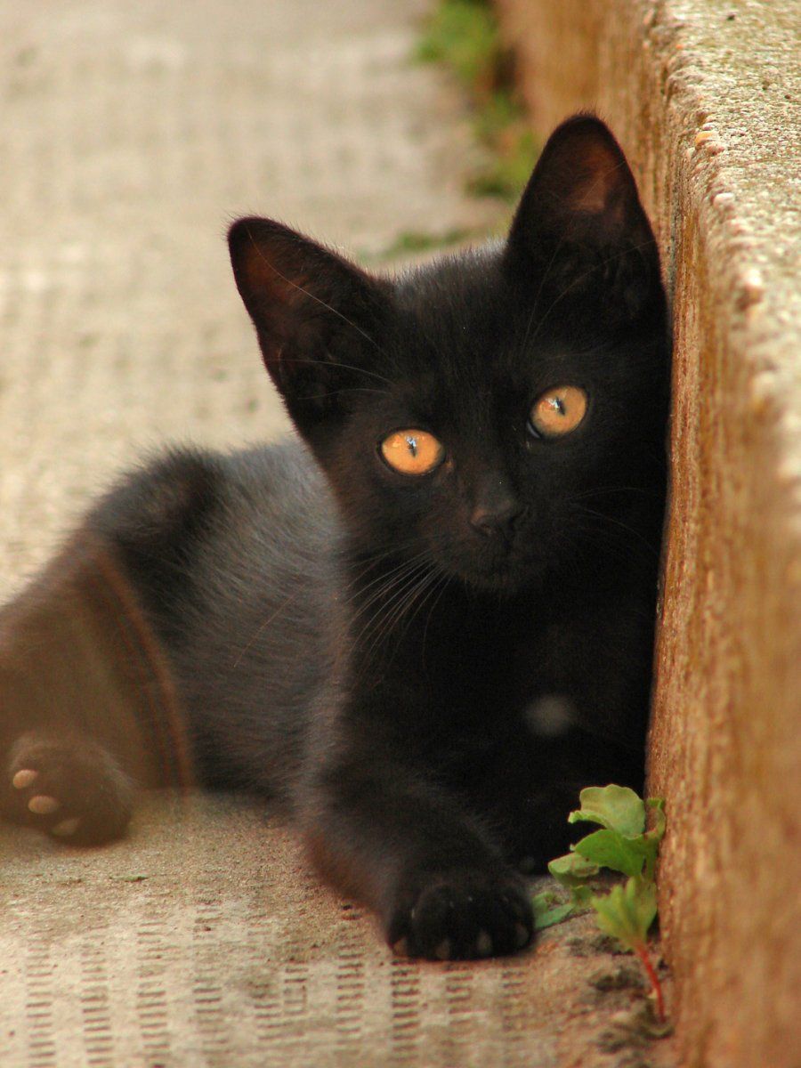 Gato