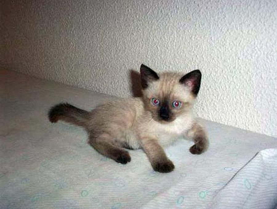 gato bebé encima de la cama