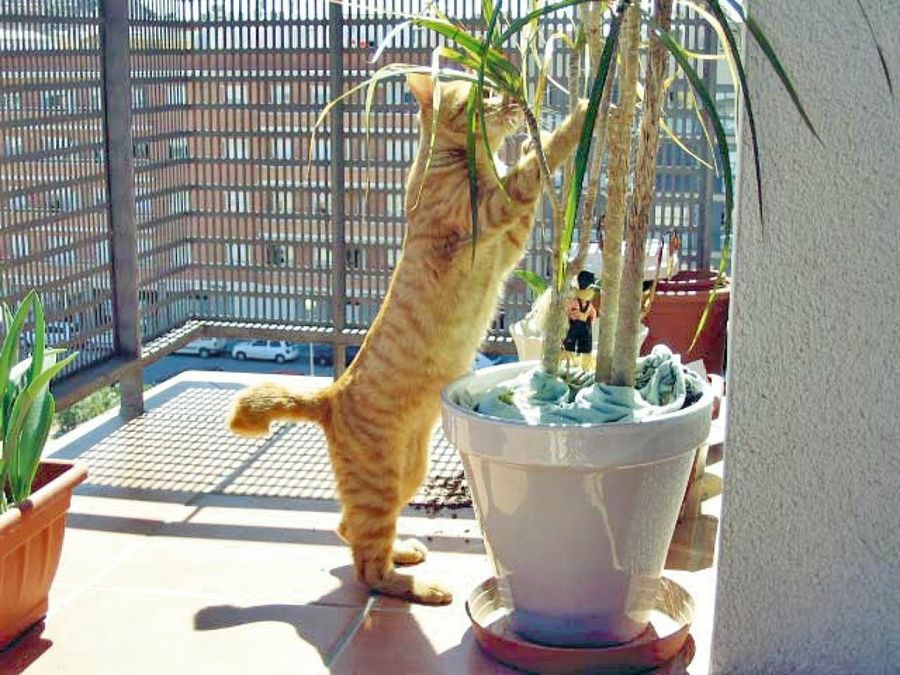 gato jugando con una maceta