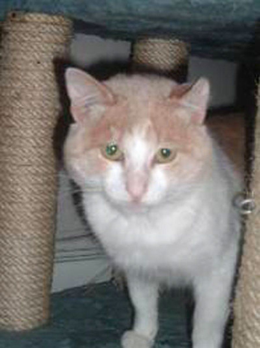gato blanco enfermo