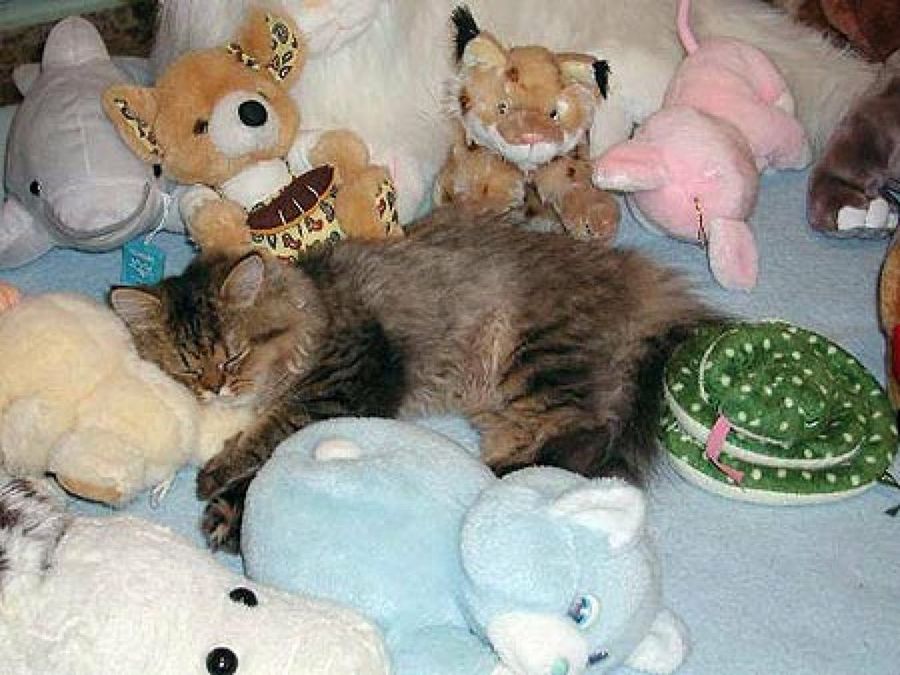 gato&peluches