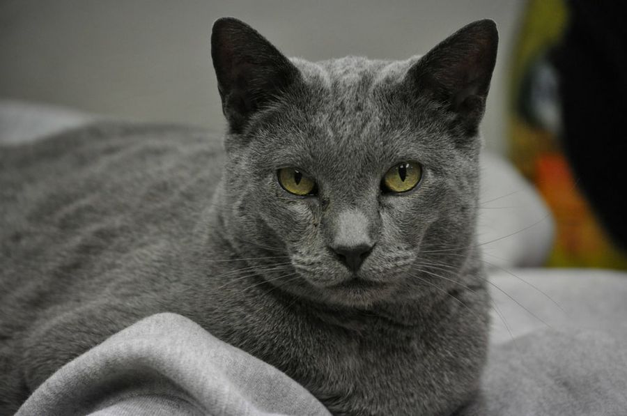 gato azul ruso tumbado