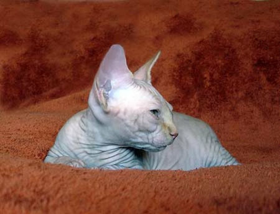 gato esfinge echado