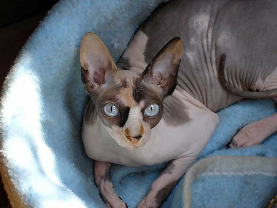 gato esfinge en la cama