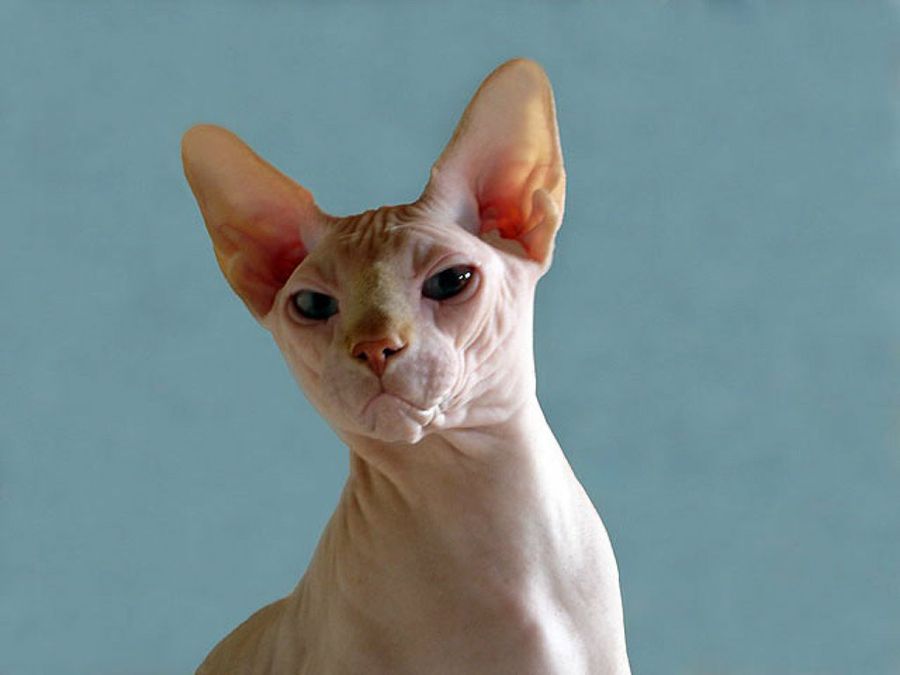 gato esfinge