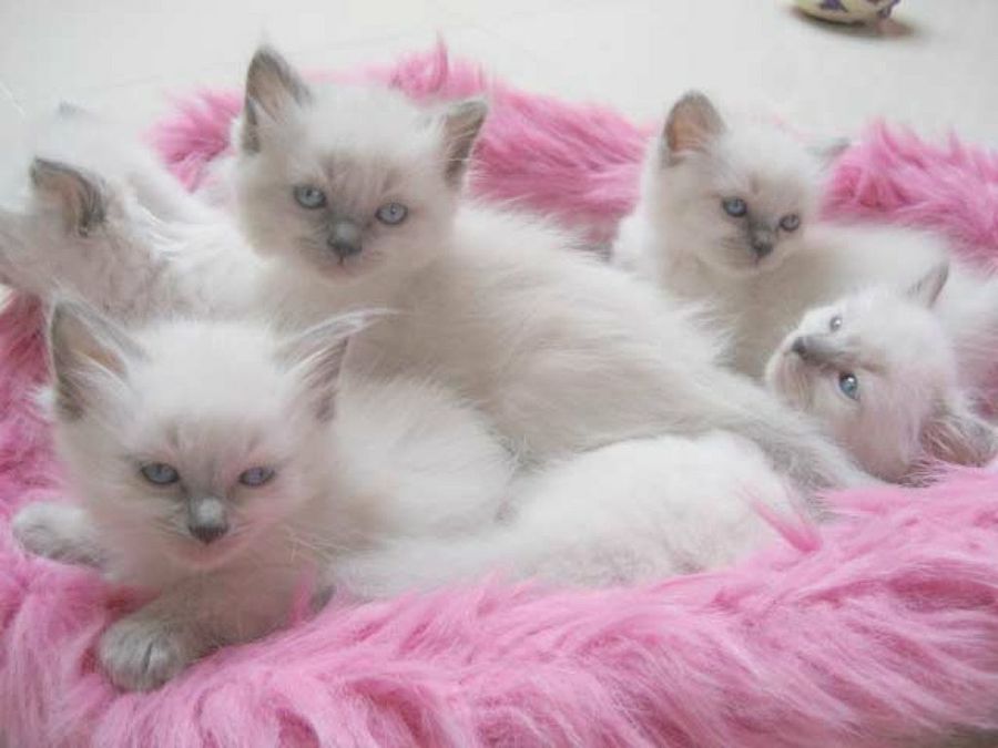 cachorros ragdoll
