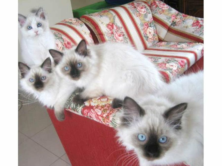ragdolls en el sofá