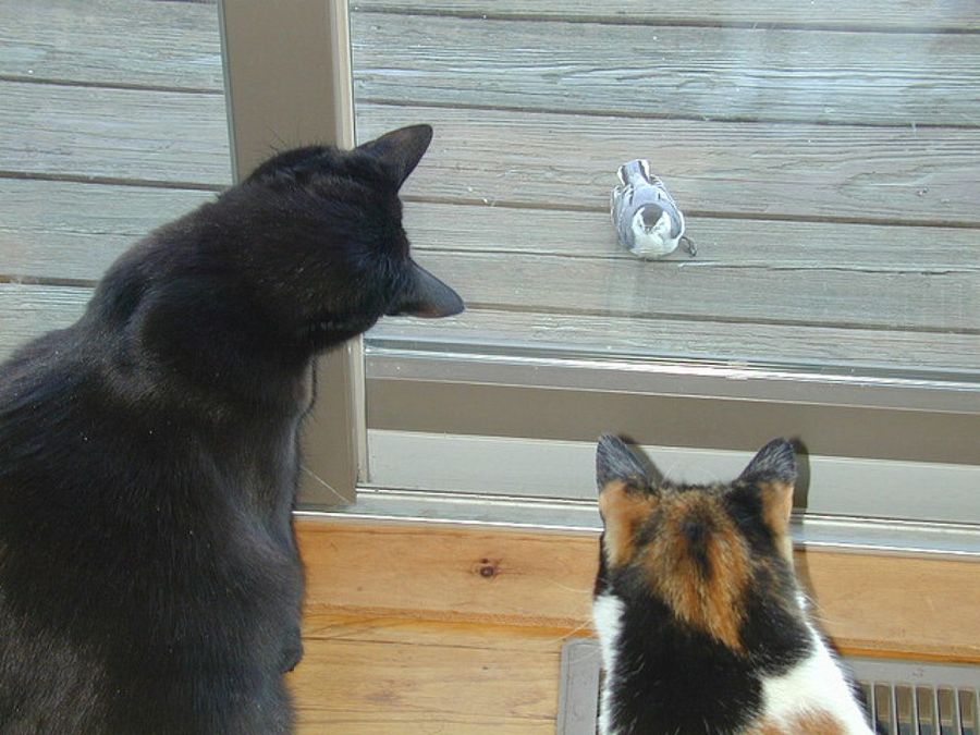 Gatos ventana
