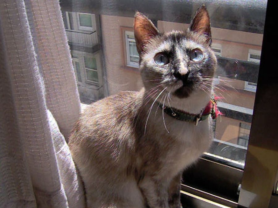 gato en la ventana