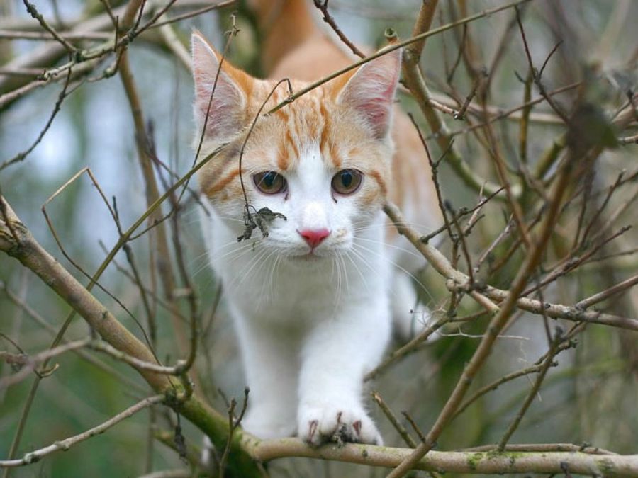 gato subido a un árbol