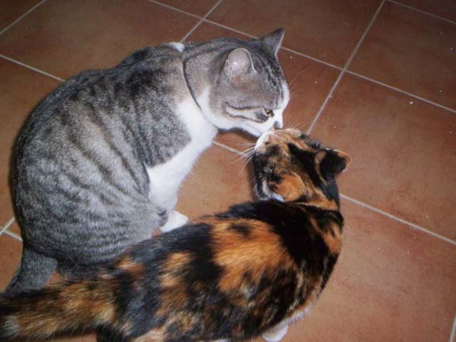 gatos beso