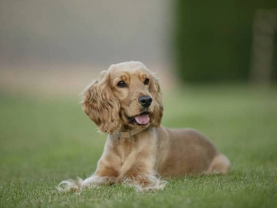 perro