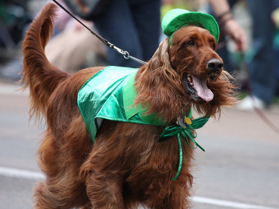 setter irlandes