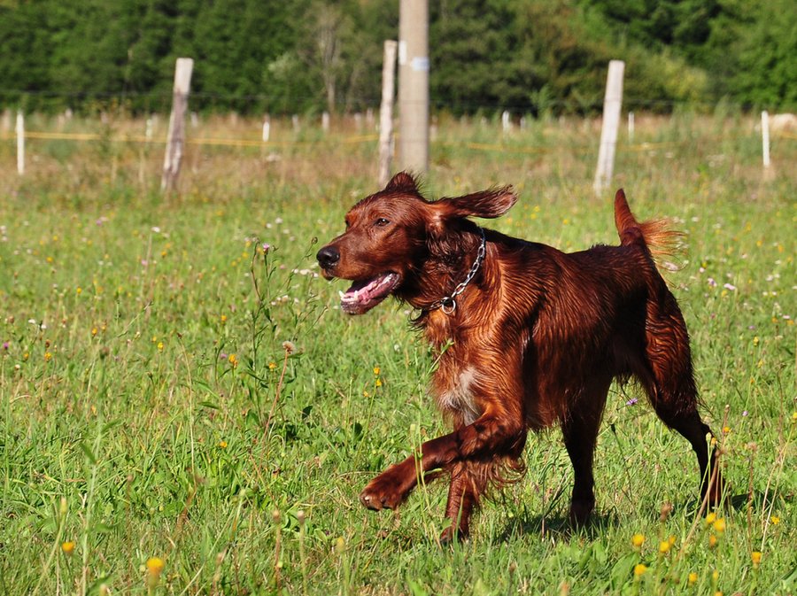 setter irlandes