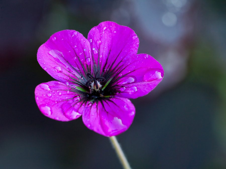 flor