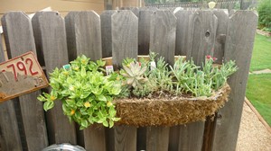 50 ideas para decorar con plantas suculentas | Plantas