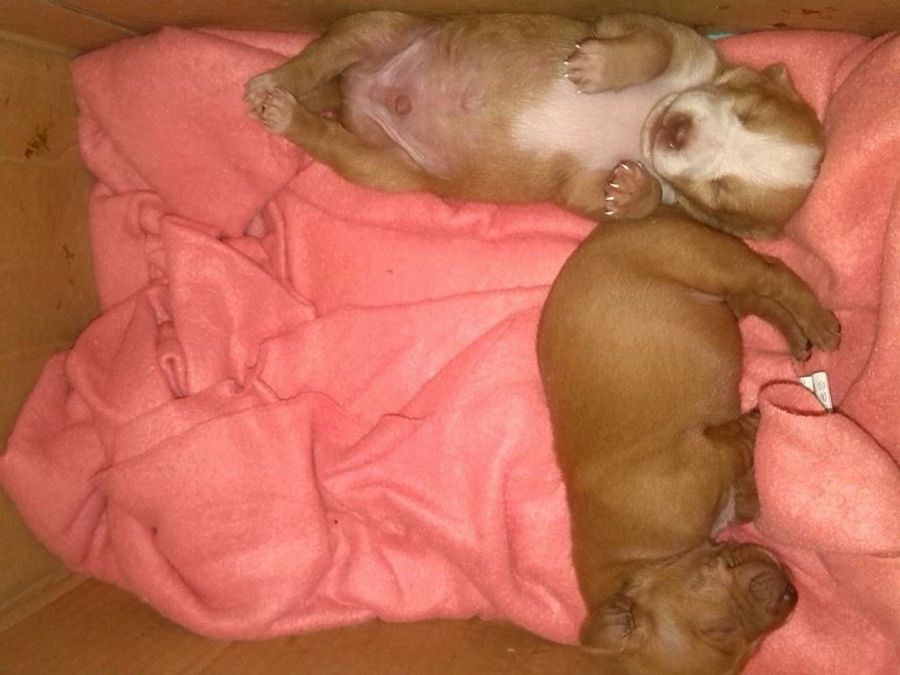 Trastornos del comportamiento de eliminación en gatos | Mascotas