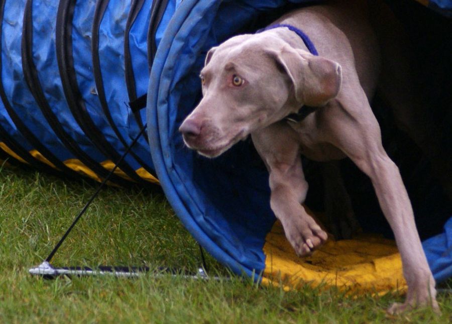 weimaraner