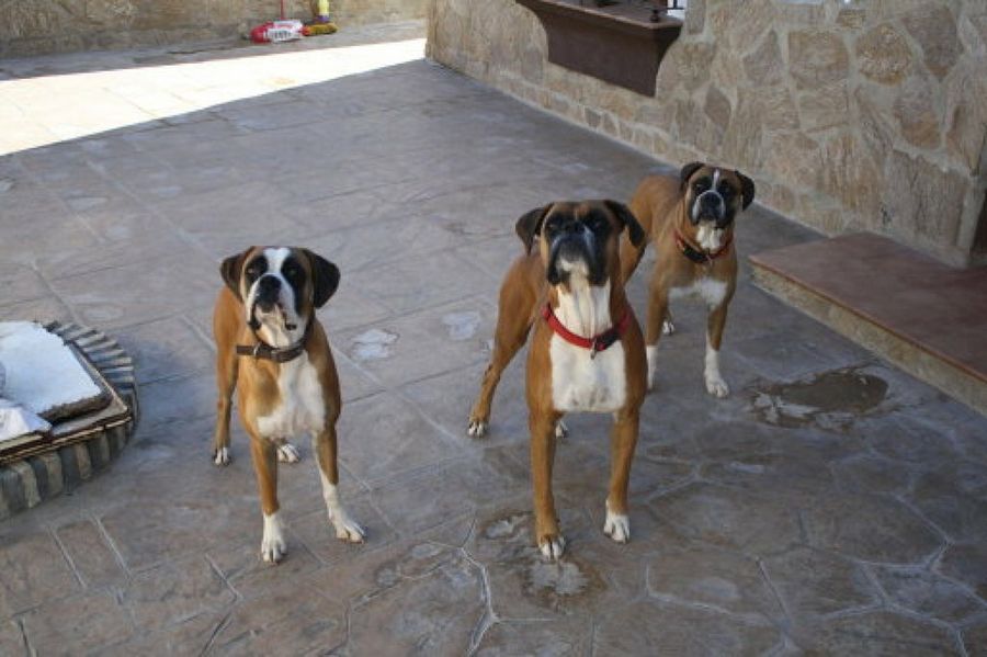 Boxer
