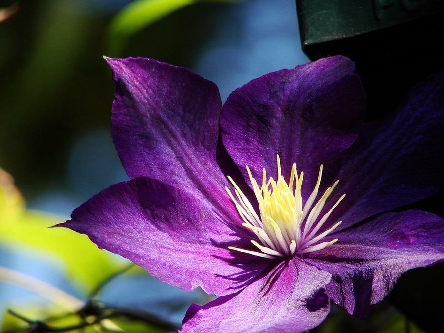 Enredaderas Con Una Floraci N Espectacular Plantas