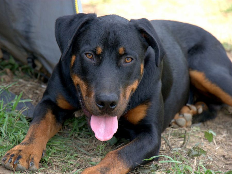 Beauceron 5